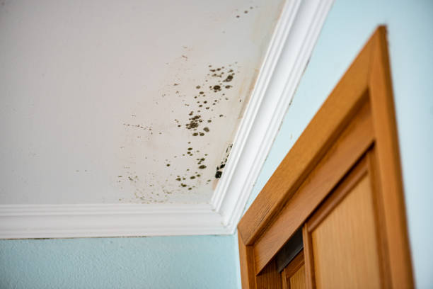 Best Basement Mold Remediation in Arkansas City, KS